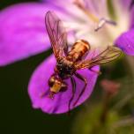 Ferruginous Bee-Grabber