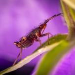 red-spotted plant bug