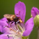 Ferruginous Bee-Grabber