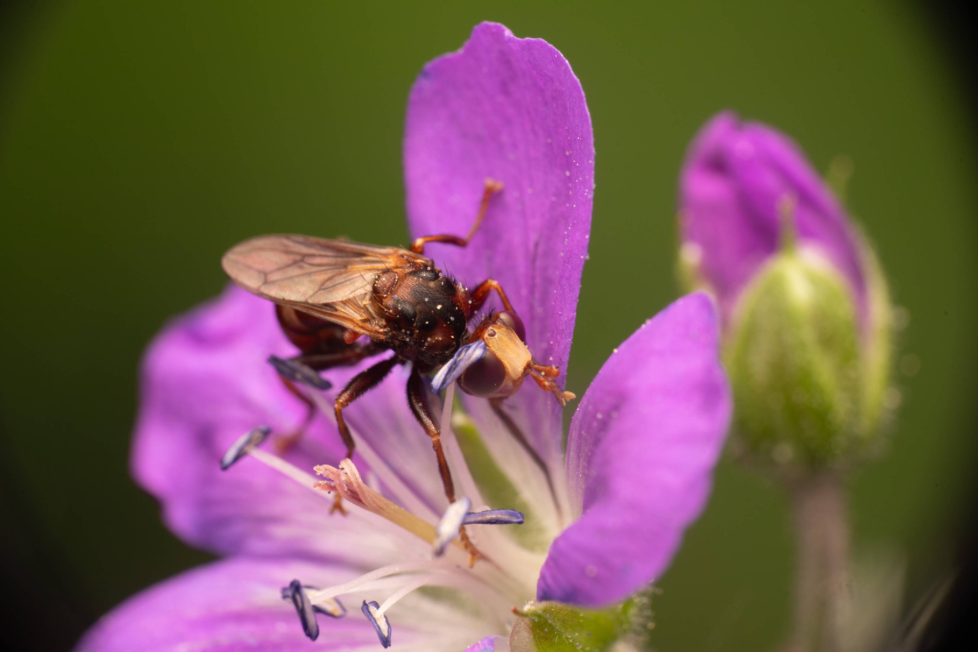 Ferruginous Bee-Grabber