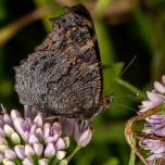 European Peacock Butterfly