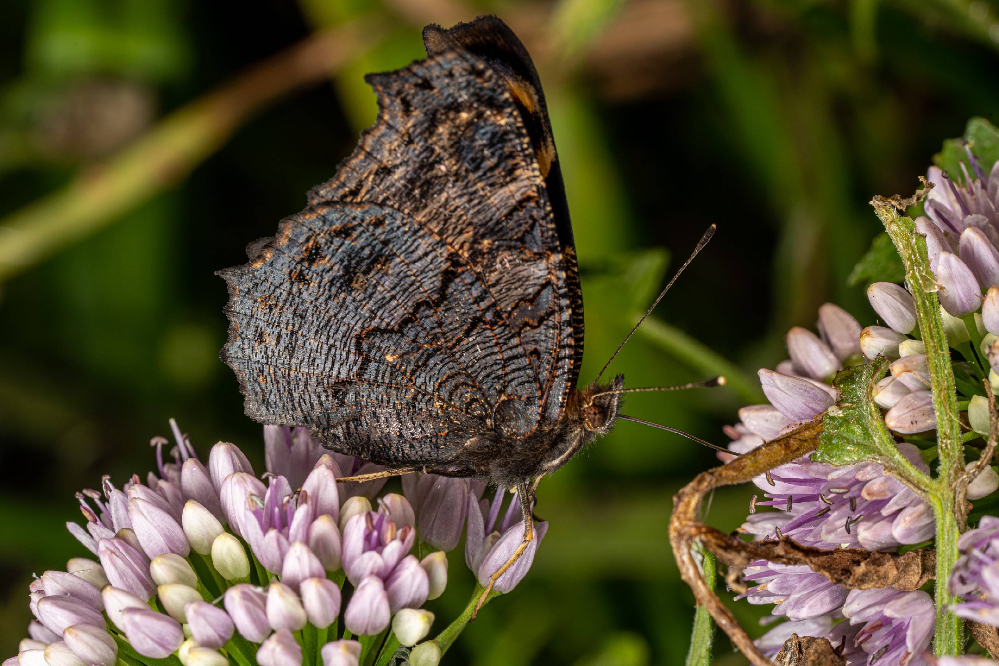 European Peacock Butterfly