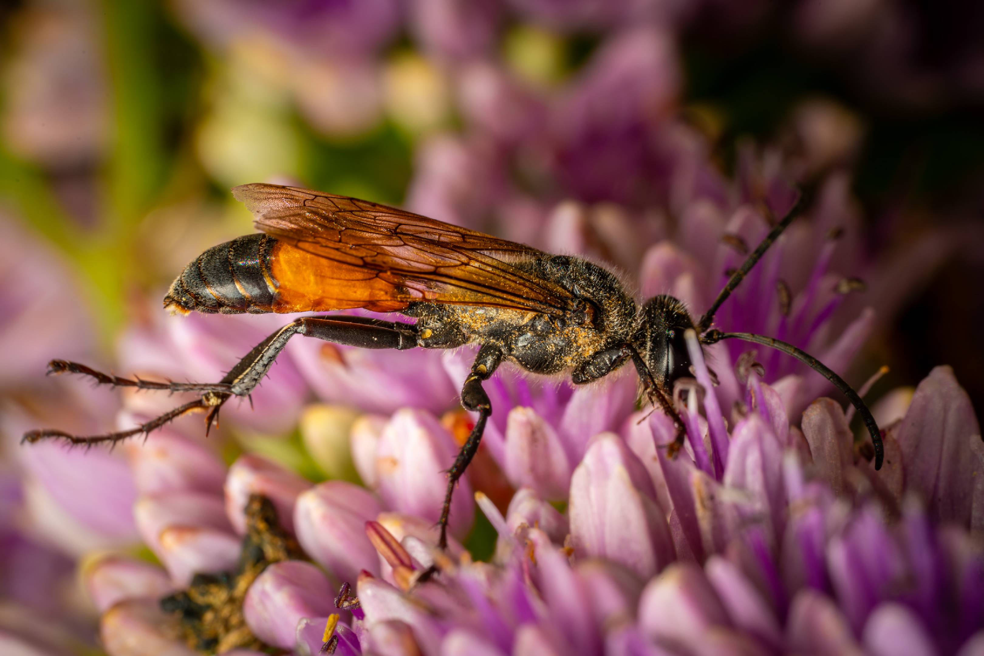Golden Digger Wasp | Golden Digger Wasp
