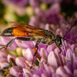 Golden Digger Wasp