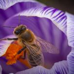 Western Honey Bee