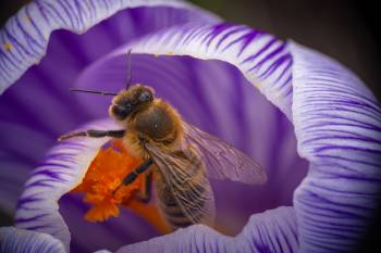 Western Honey Bee | Western Honey Bee