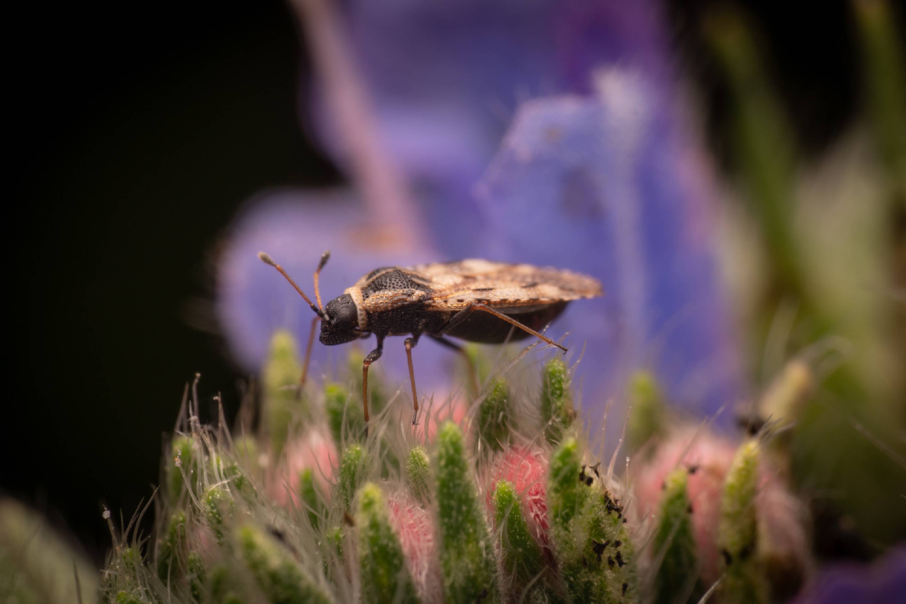 Bugloss' Lace Bug