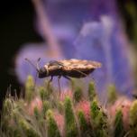 Bugloss' Lace Bug