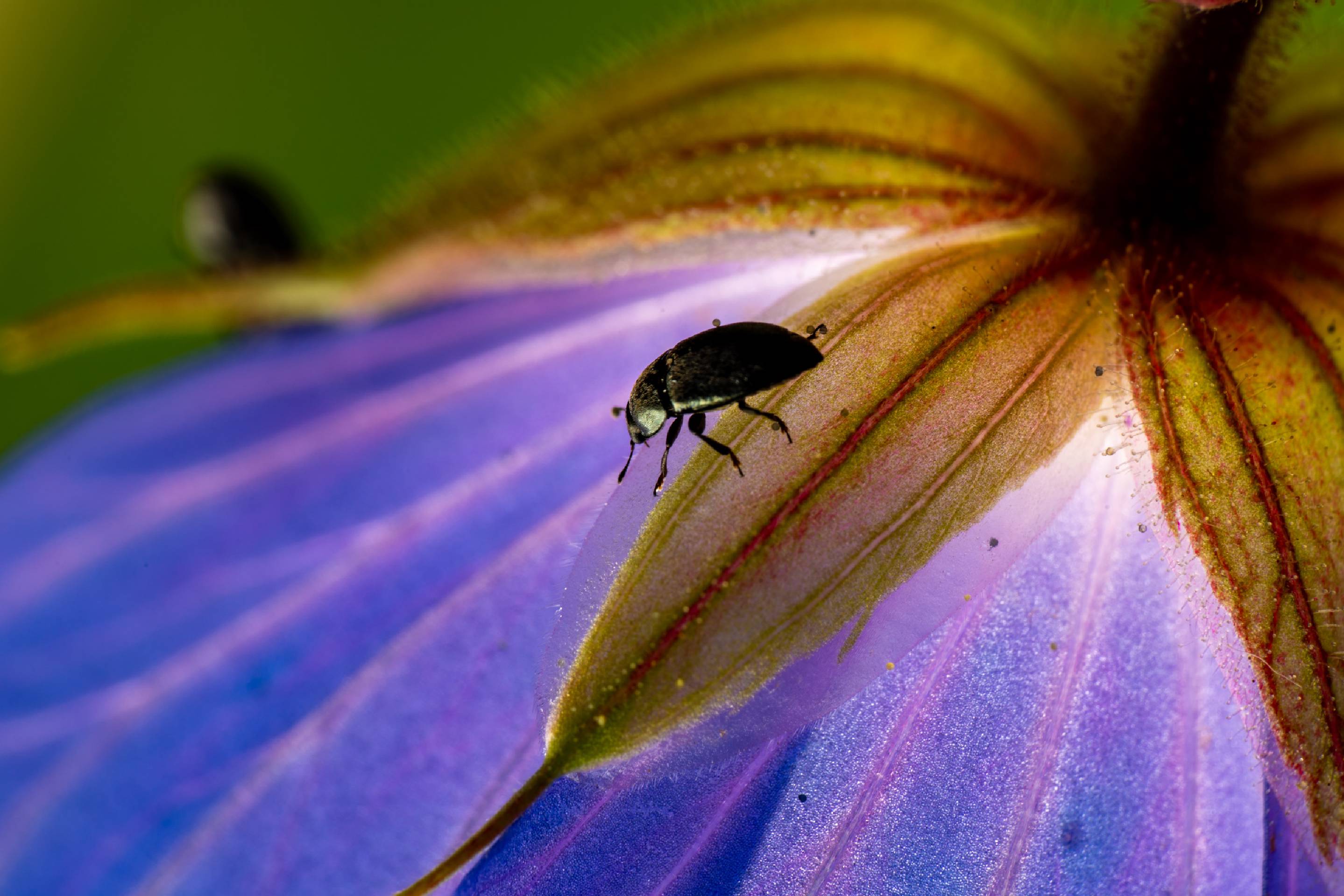 Common Pollen Beetle