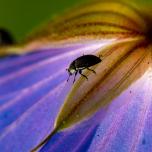 Common Pollen Beetle