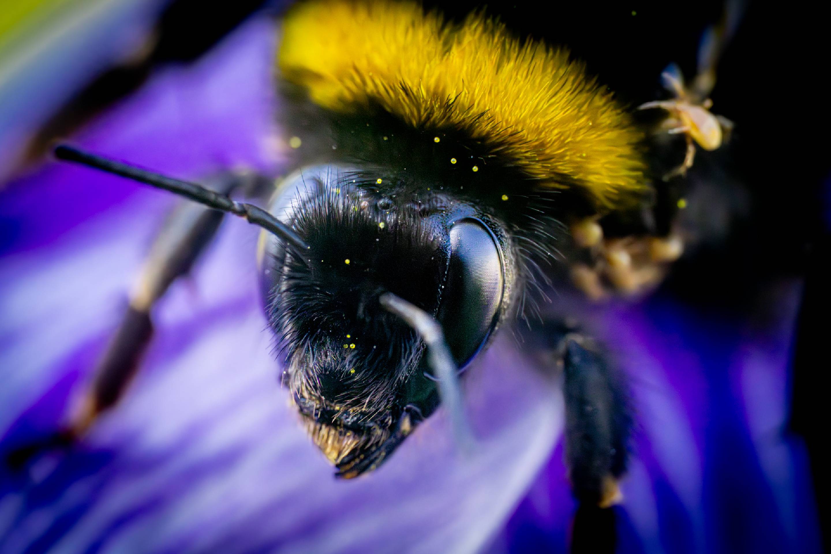 Garden Bumble Bee