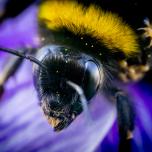 Garden Bumble Bee