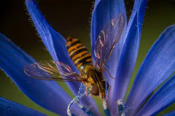 Marmalade Hover Fly