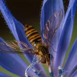 Marmalade Hover Fly