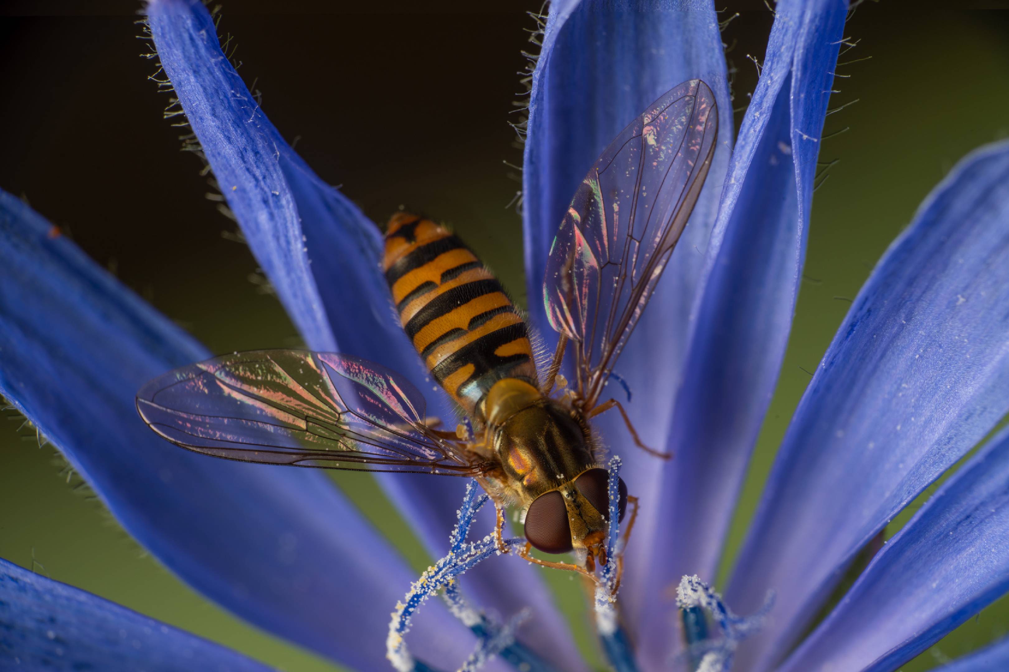 Marmalade Hover Fly