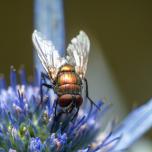 Common European Greenbottle Fly