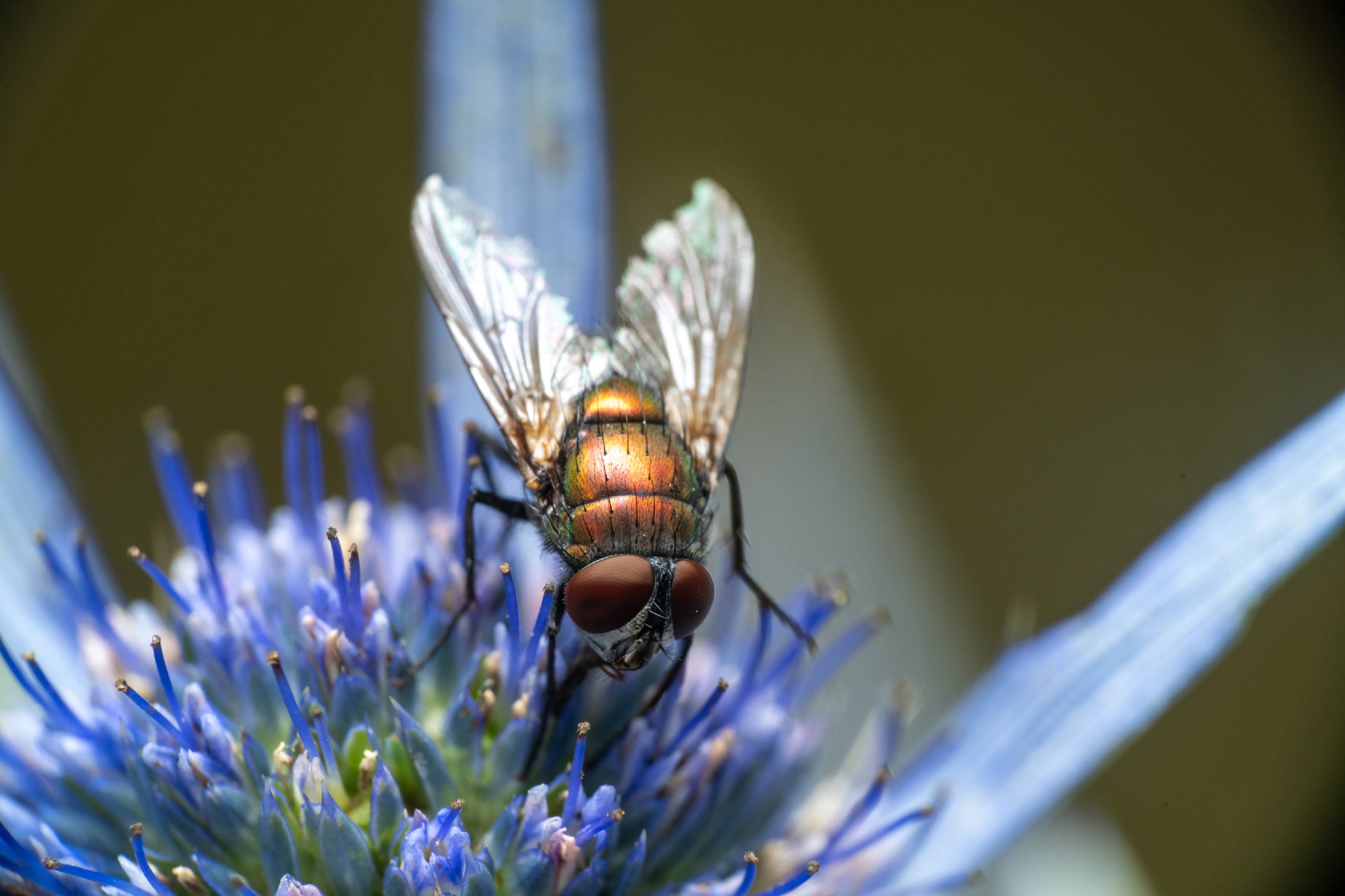 Common European Greenbottle Fly