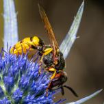 European Paper Wasp