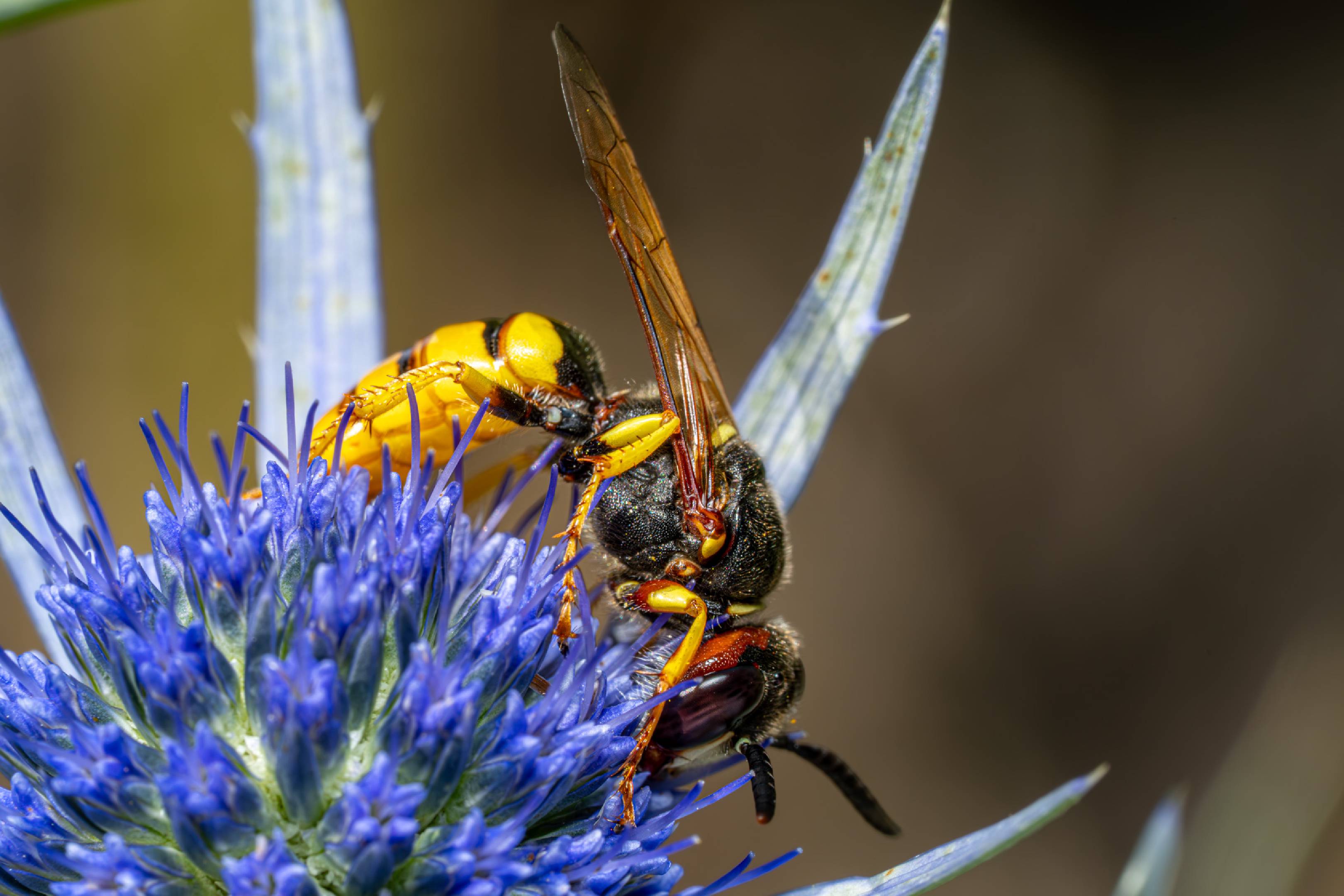 European Paper Wasp