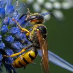 European Paper Wasp