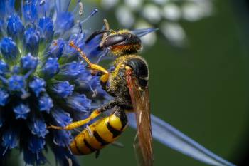 European Paper Wasp