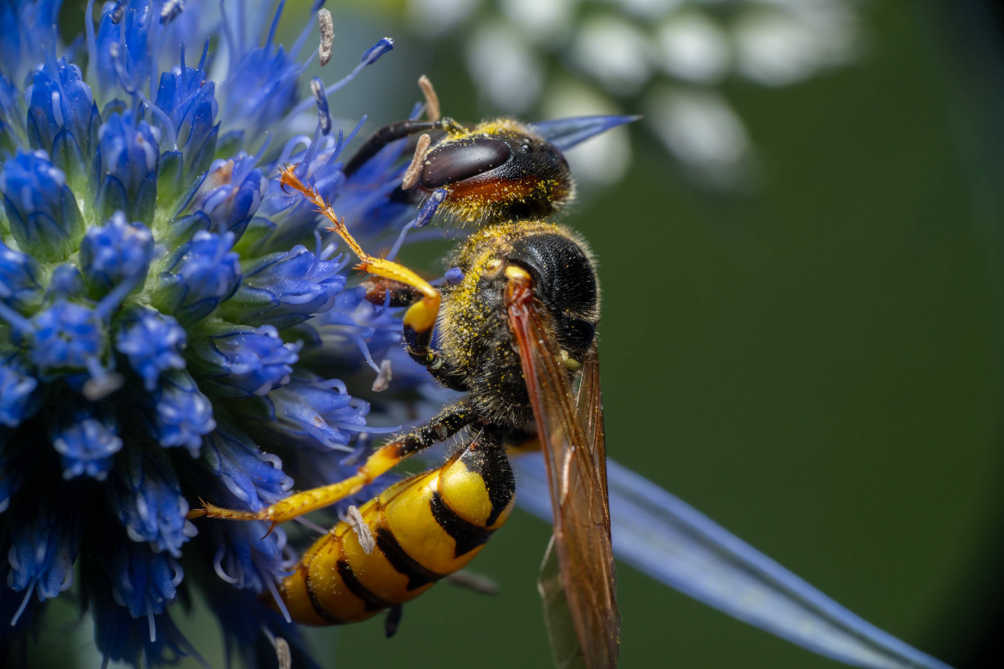 European Paper Wasp | European Paper Wasp