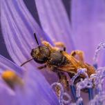 Rampion Scissor Bee