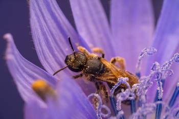 Rampion Scissor Bee