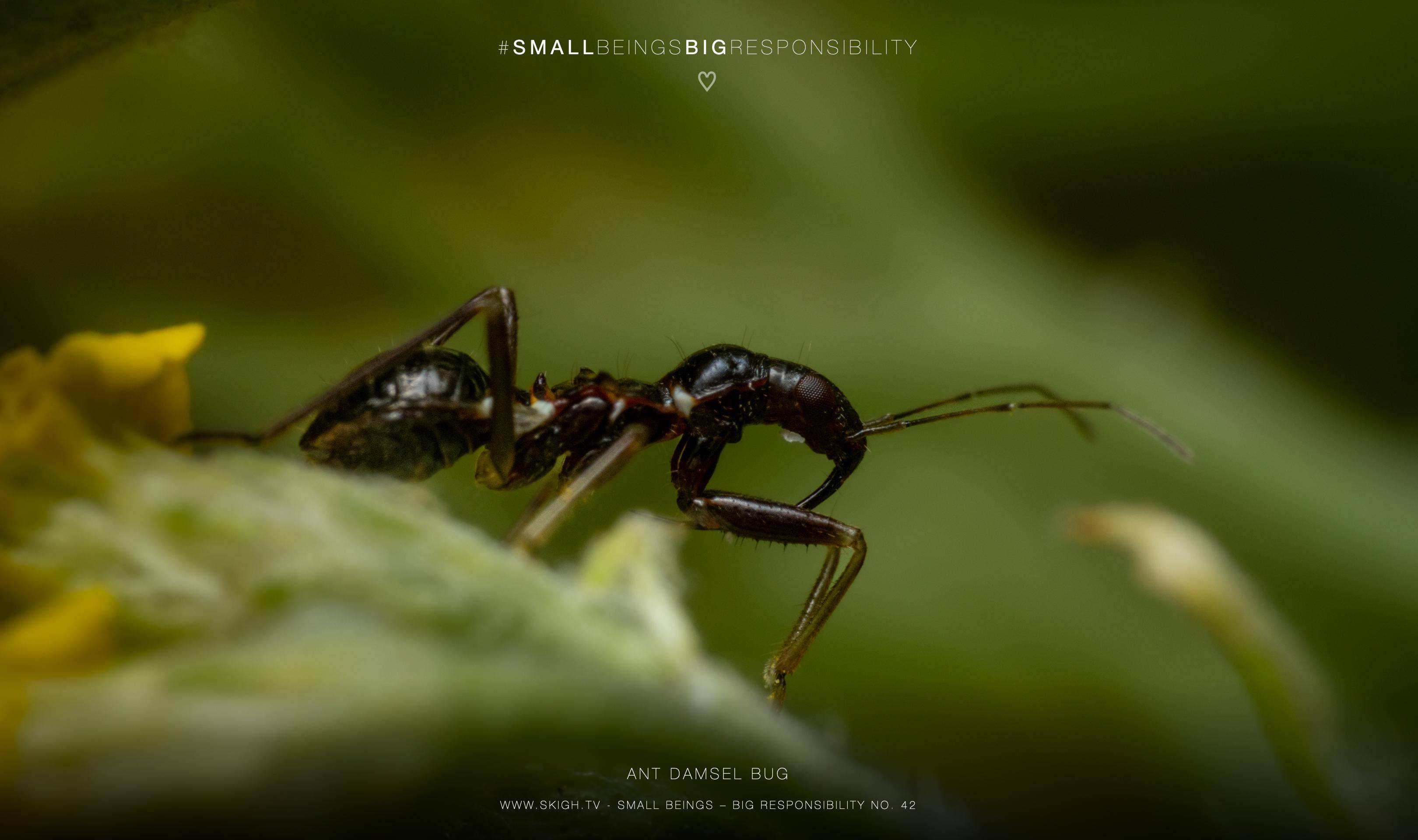 ant damsel bug