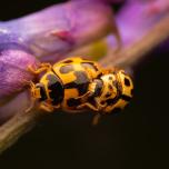 Fourteen-spotted Lady Beetle