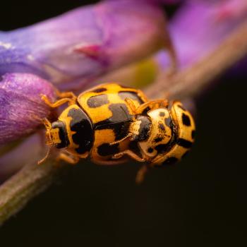 Fourteen-spotted Lady Beetle