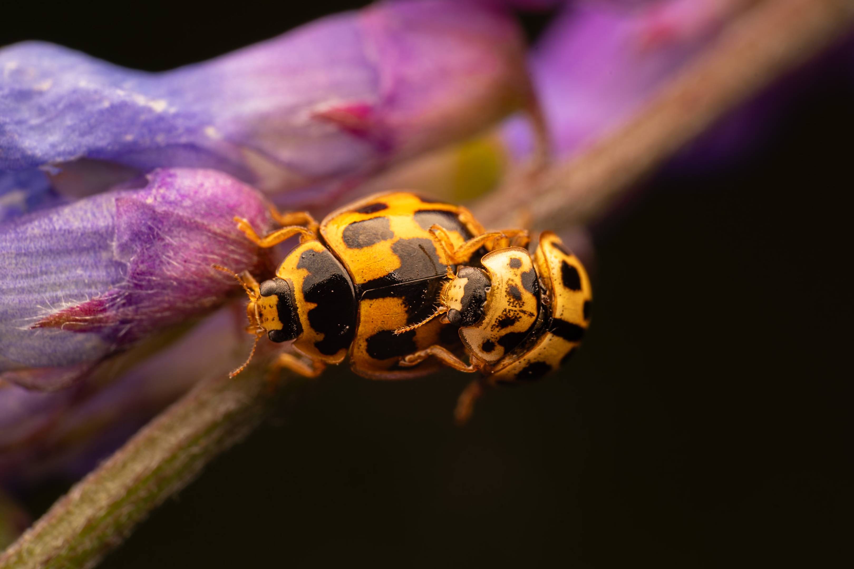 Fourteen-spotted Lady Beetle | Fourteen-spotted Lady Beetle