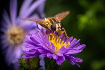 Trivittate Marsh Fly | Trivittate Marsh Fly