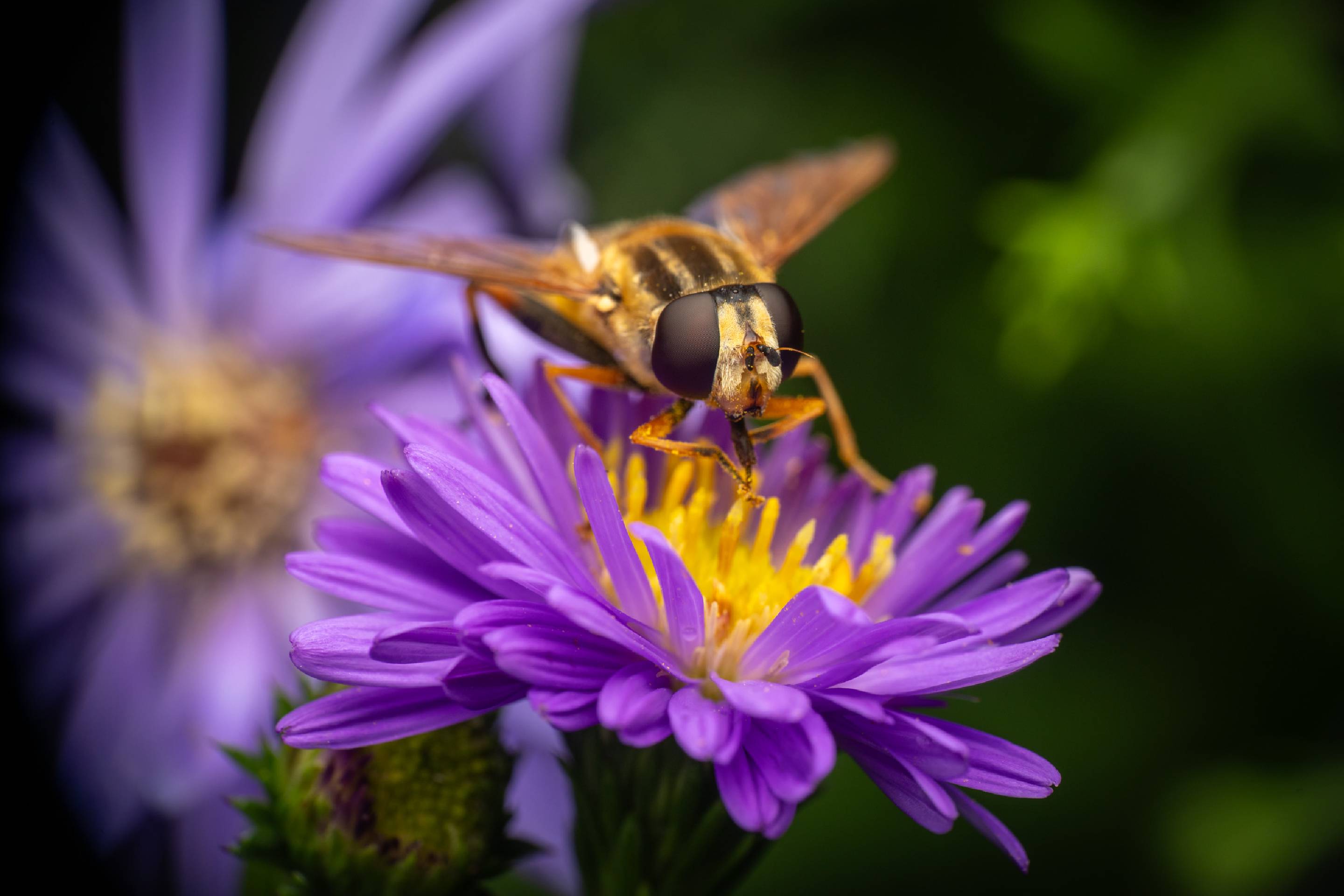 Trivittate Marsh Fly