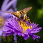 Trivittate Marsh Fly