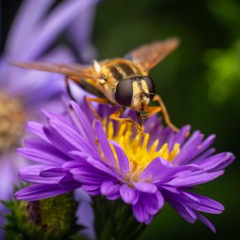 Trivittate Marsh Fly