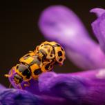 Fourteen-spotted Lady Beetle