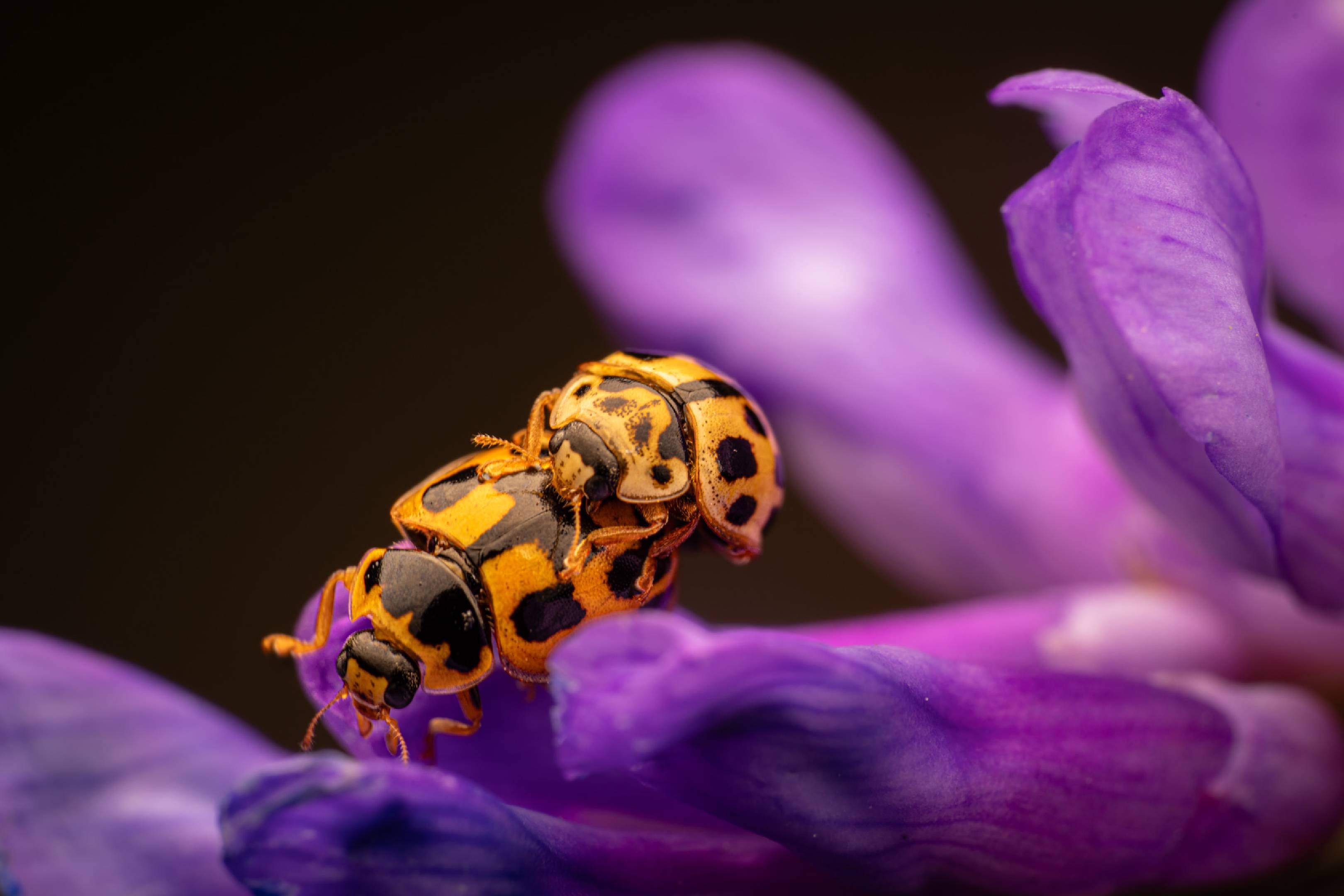 Fourteen-spotted Lady Beetle