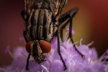 Common Flesh Fly | Common Flesh Fly