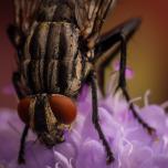 Common Flesh Fly