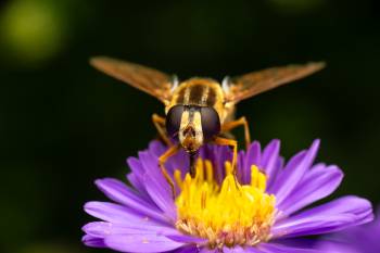 Trivittate Marsh Fly | Trivittate Marsh Fly