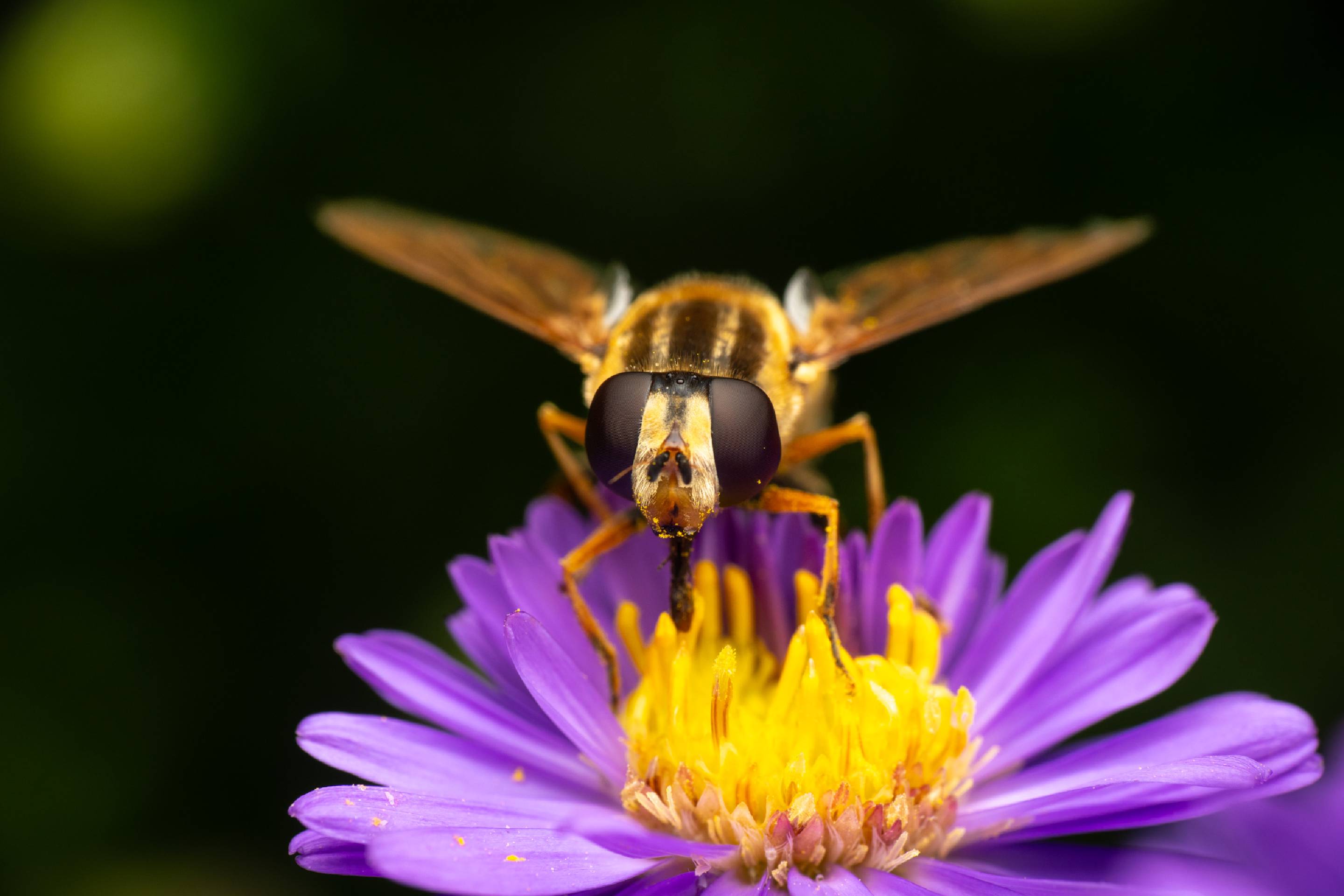 Trivittate Marsh Fly