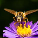 Trivittate Marsh Fly