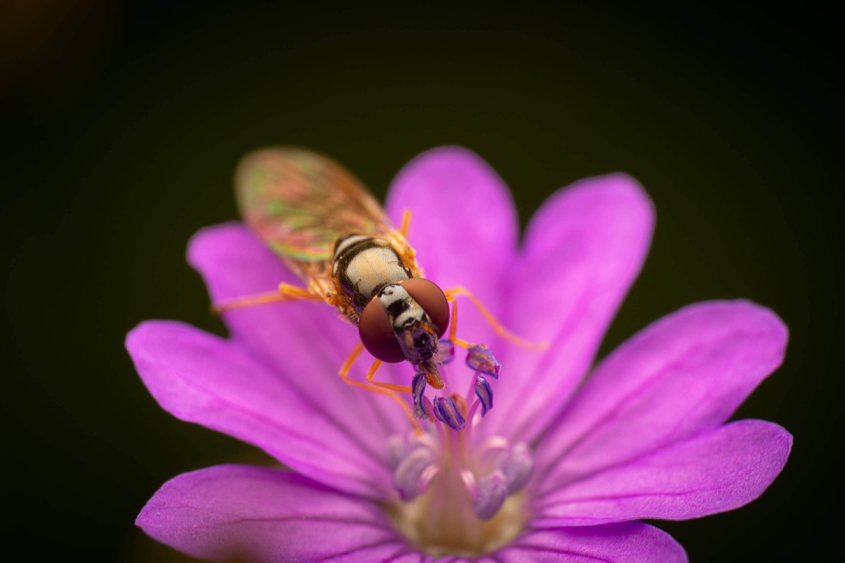 Variable Duskyface Fly