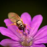 Variable Duskyface Fly