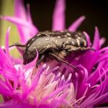 Mediterranean Spotted Chafer