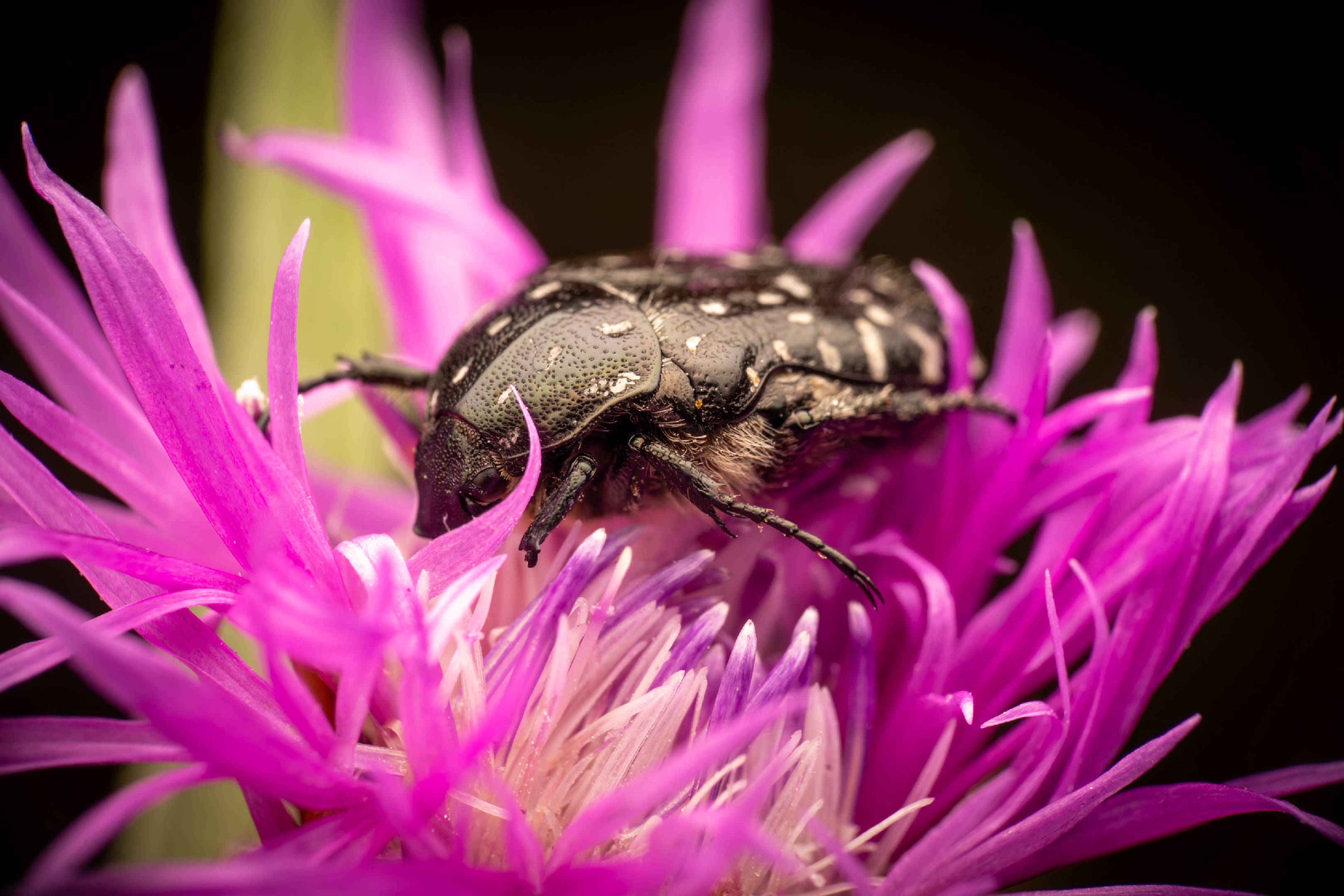 Mediterranean Spotted Chafer | Mediterranean Spotted Chafer