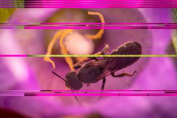 Rampion Scissor Bee