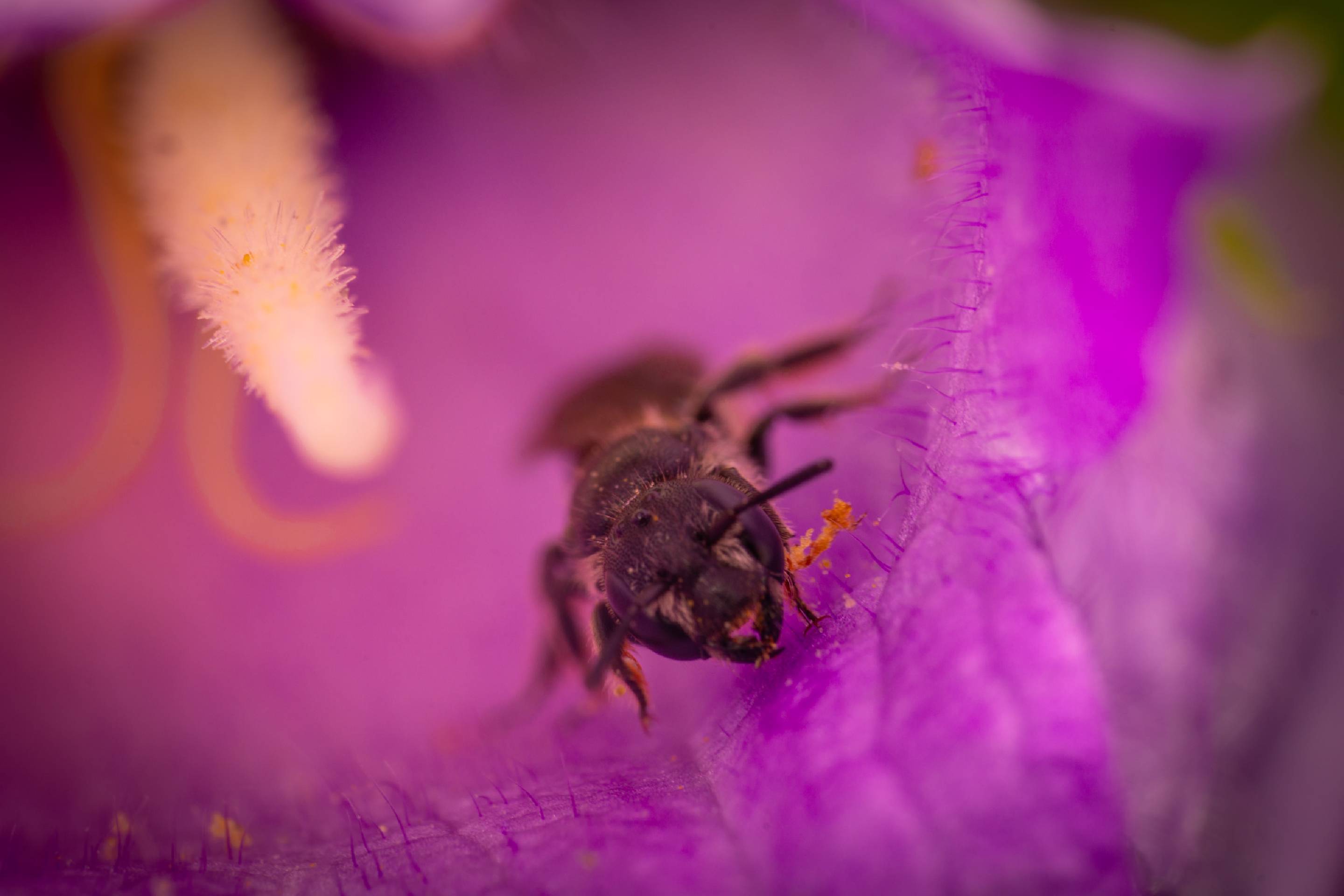 Rampion Scissor Bee