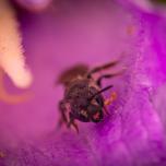 Rampion Scissor Bee